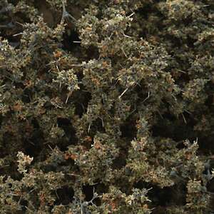 Woodland, Fine-leaf foliage dead