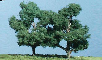 Woodland, Shag Bark 3 trees
