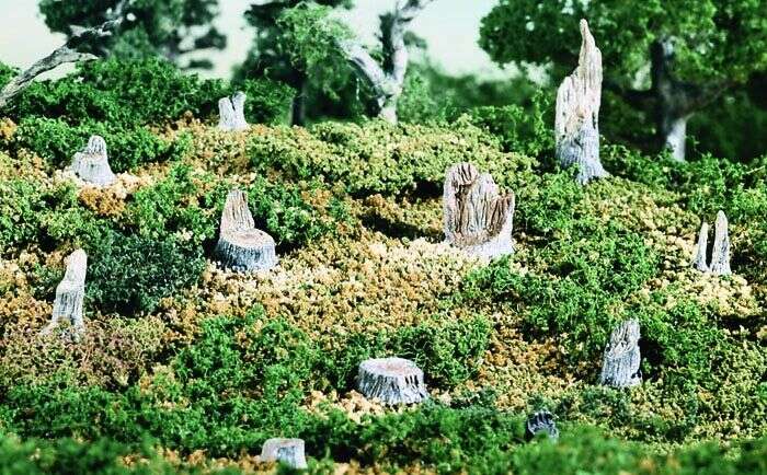 Woodland, Broken stumps