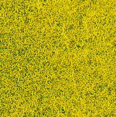 Lavt eng-gress blomstrende