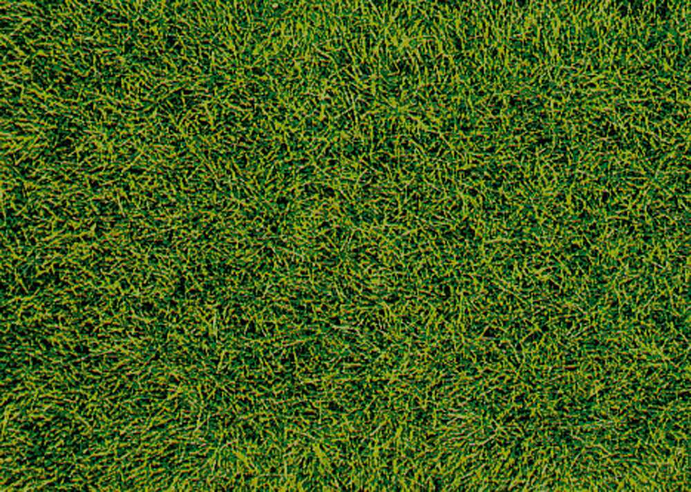 Villgress, myrterreng