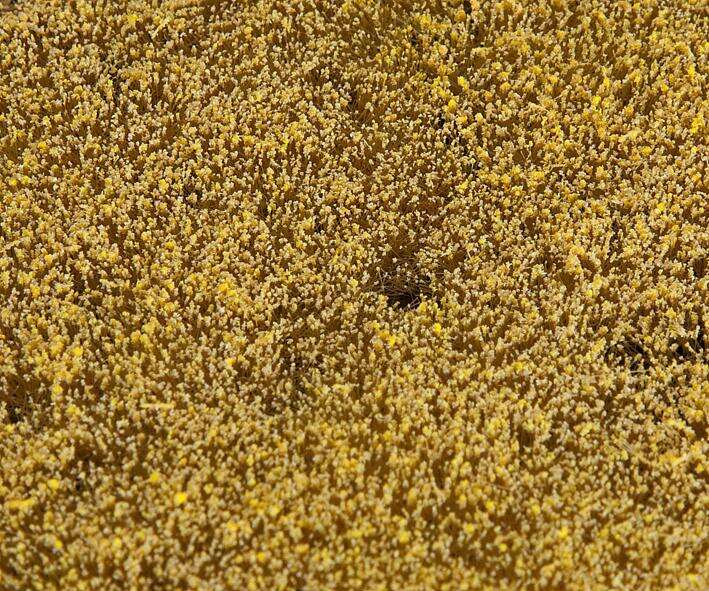 PREMIUM Landscape segment, Cereal field