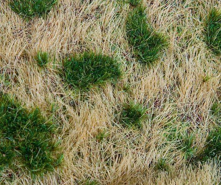 PREMIUM Landscape segment, Railway embankment/Slope