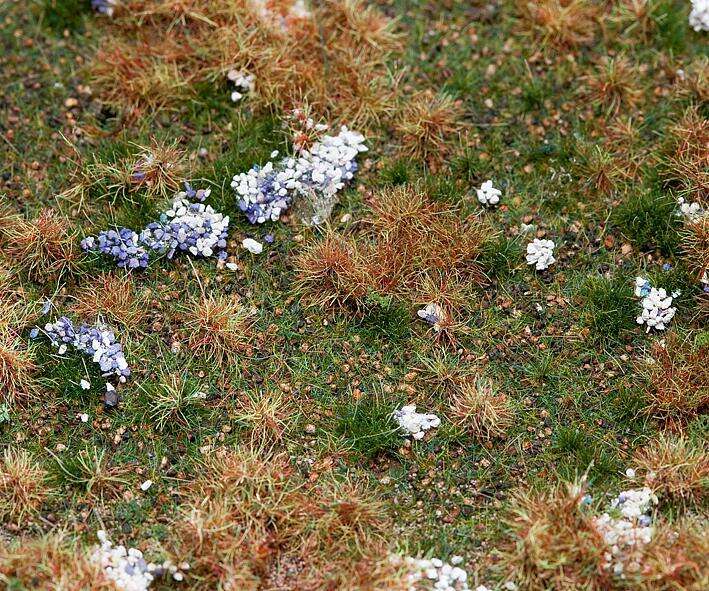 PREMIUM countryside segment, Forest floor