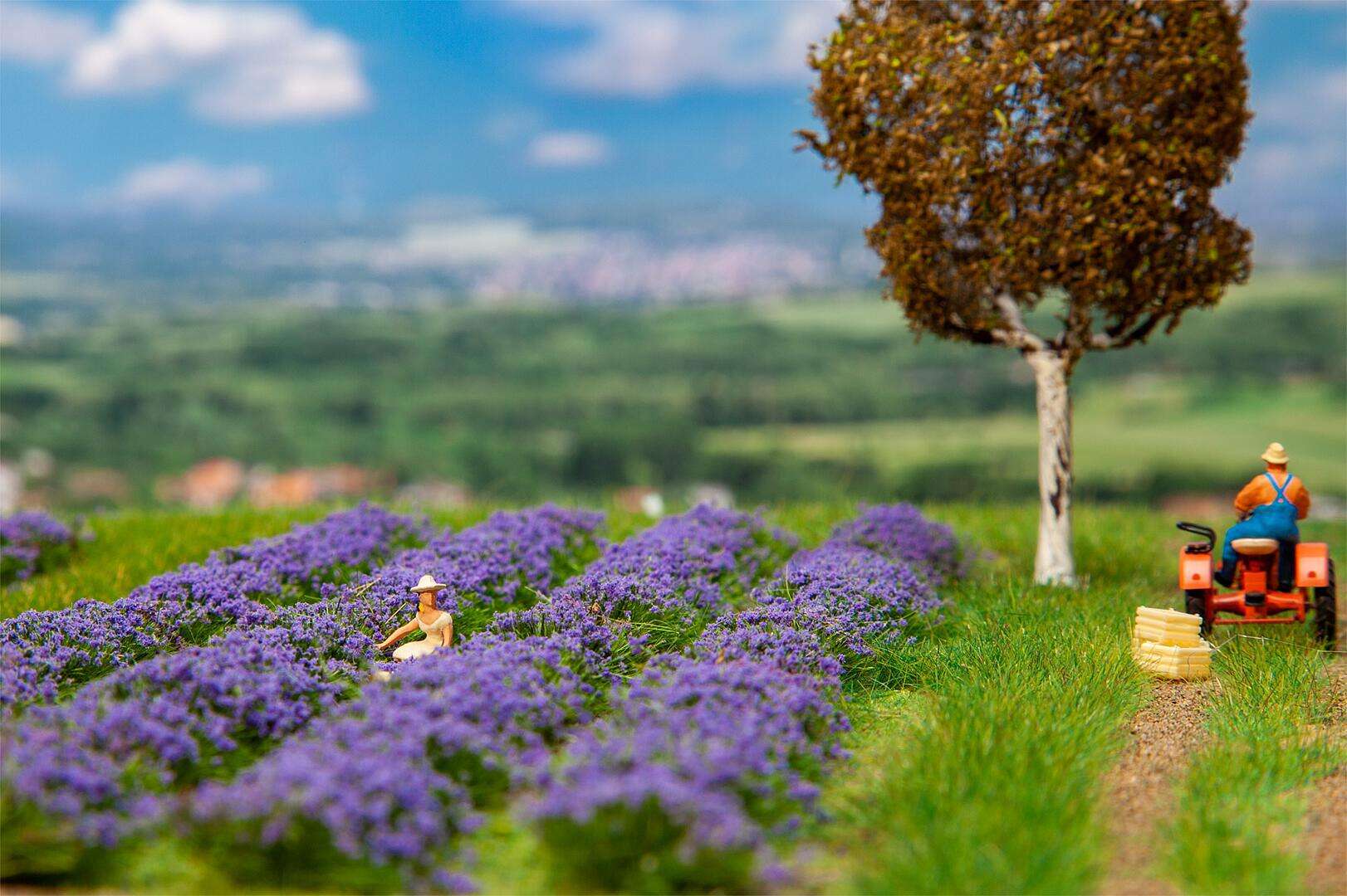 Lavender field
