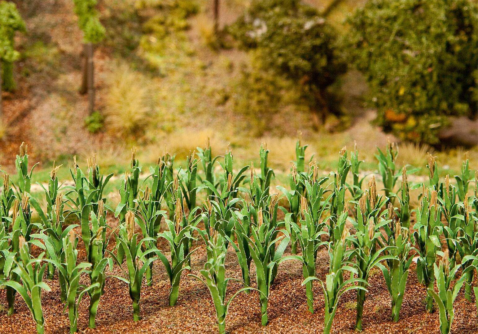36 Maize plants