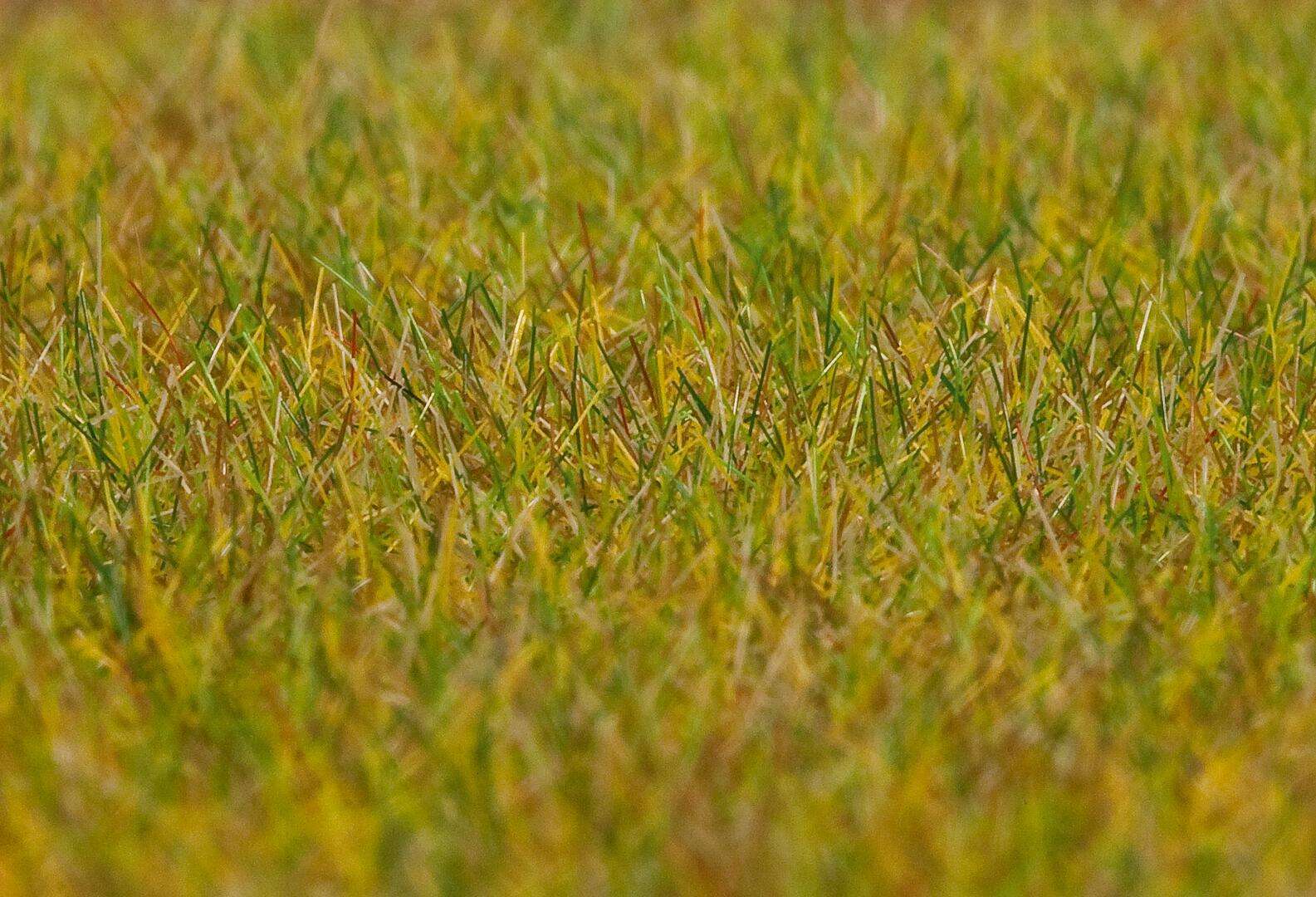 PREMIUM ground cover fibres, Meadow, light green, 6 mm, 30 g