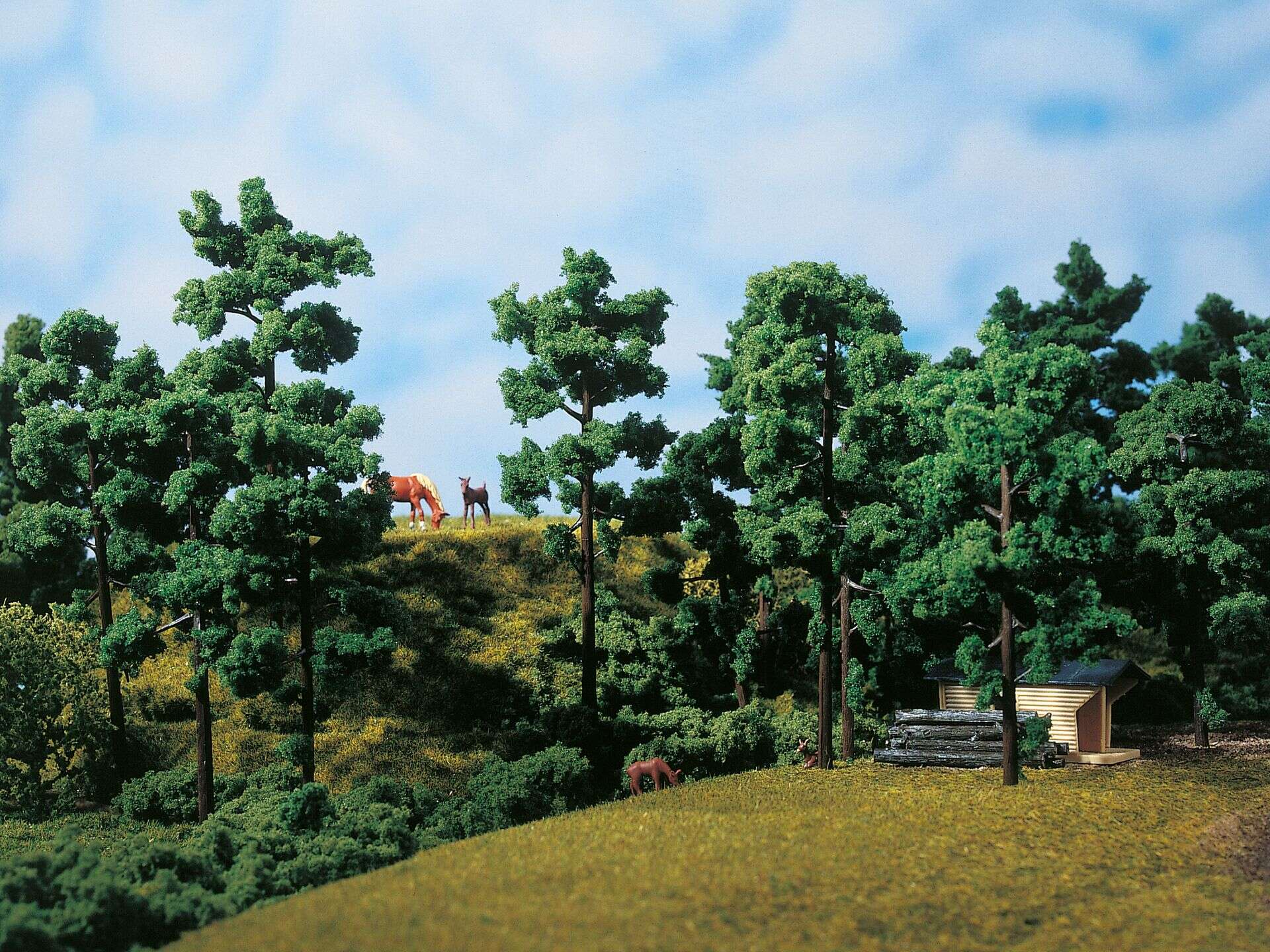 Evergreen tree trunks with foliage